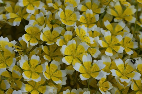 Poached egg plant
